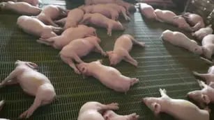 Pequeños porcinos muertos en Alvear