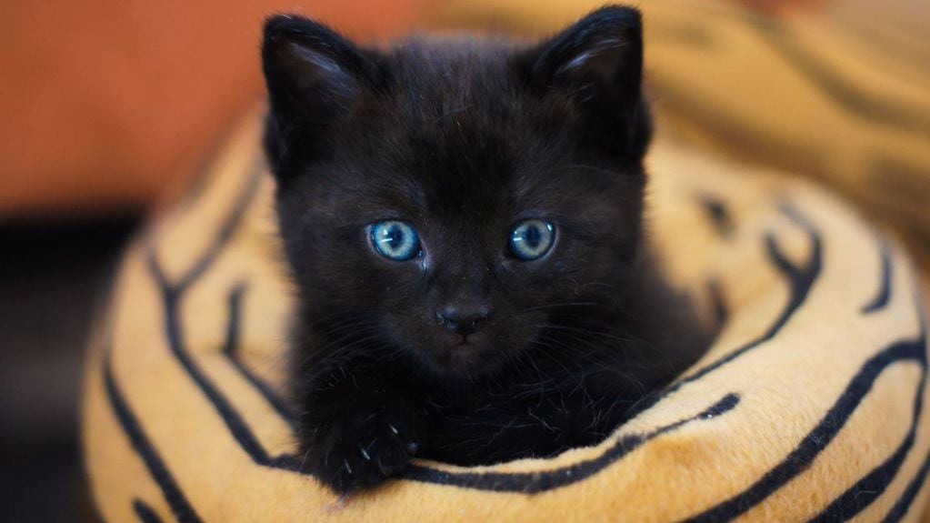 Los gatos negros suelen ser los menos elegidos durante las adopciones por culpa de las supersticiones.