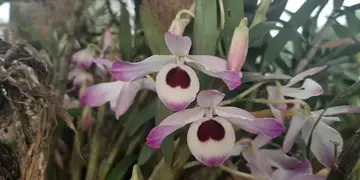Por codicia, vecinos en alerta por robo de orquídeas