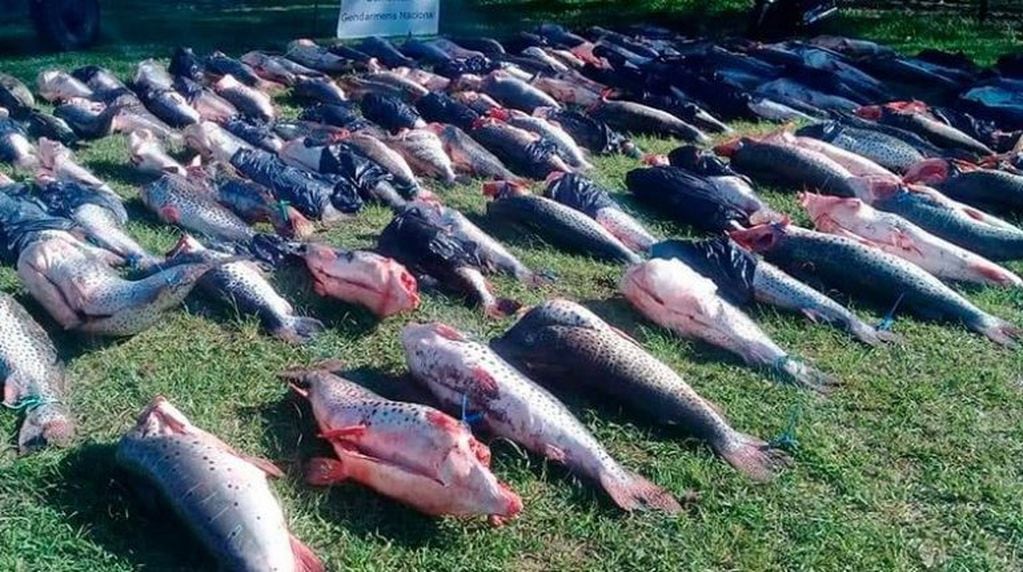 Incautaron 6 mil kilos de surubí en Corrientes. (Foto: El Once)