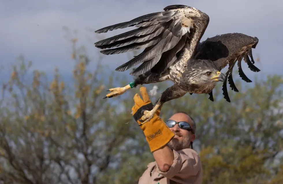 La majestuosa águila coronada liberada en Mendoza se llama Rainbow Warrior. Su especie está en peligro de extinción.