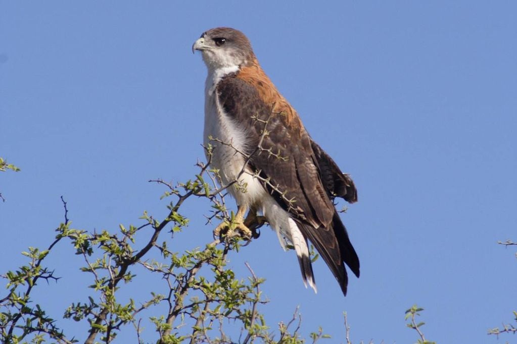 El águila coronada, una de las aves que está en peligro de extinción.( Gobierno de Córdoba)