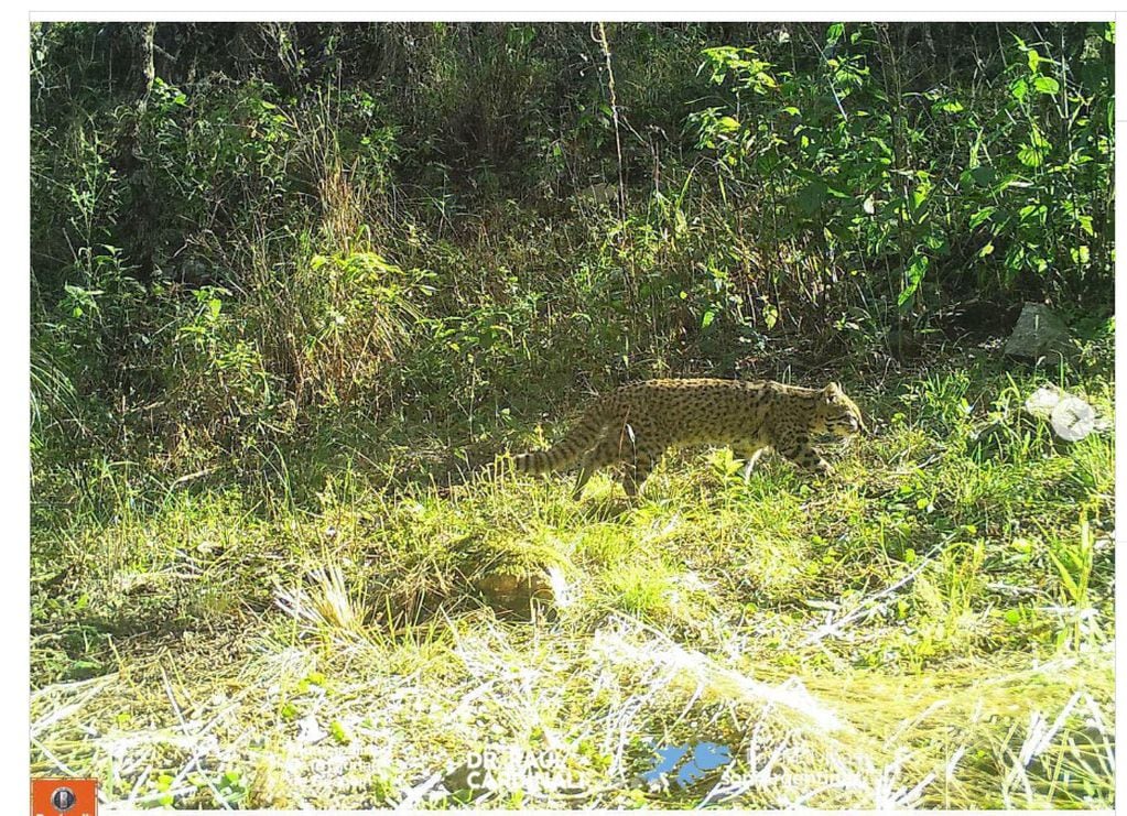 Relevamiento de mamíferos en la Reserva Natural Cultural Río Yuspe Cosquín y la Reserva Hídrica Natural Los Gigantes