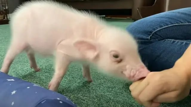 Viral: un youtuber crió durante 100 días a un cerdo, se lo comió y desató una ola de críticas en la red
