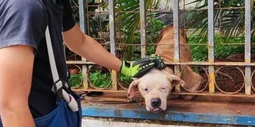 Bomberos rescatan a perro atrapado en una reja  en Iguazú
