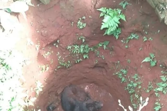 San Vicente: un perro cayó a un pozo de agua y fue rescatado por la Policía