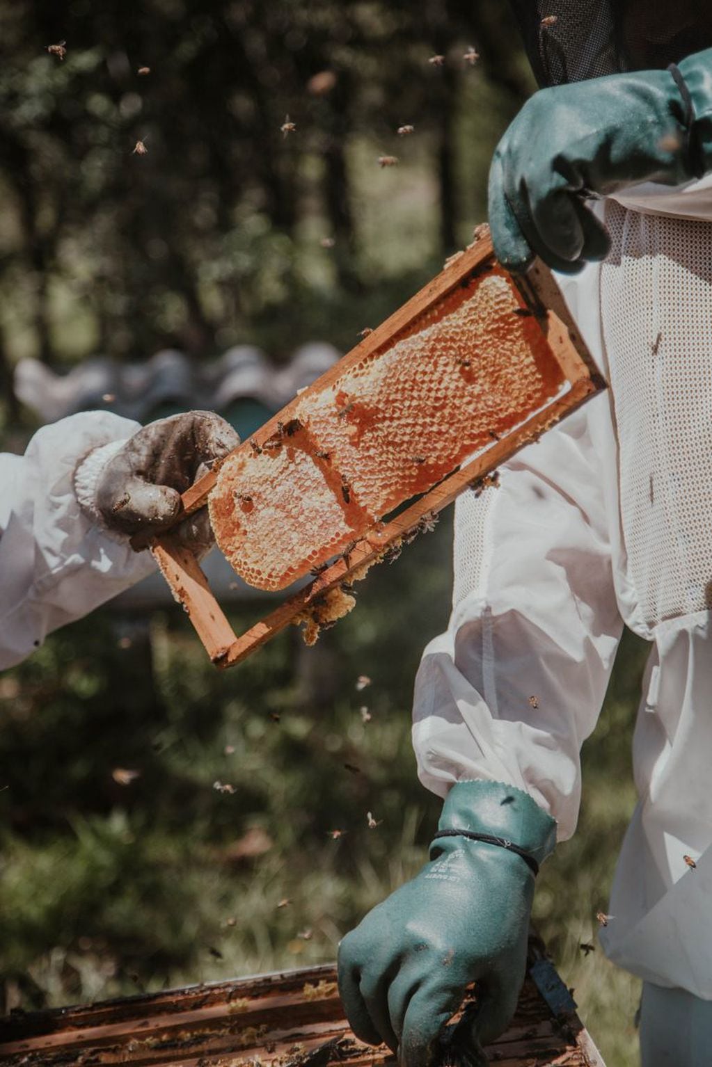 Industria apicola - arthur brognoli - pexels