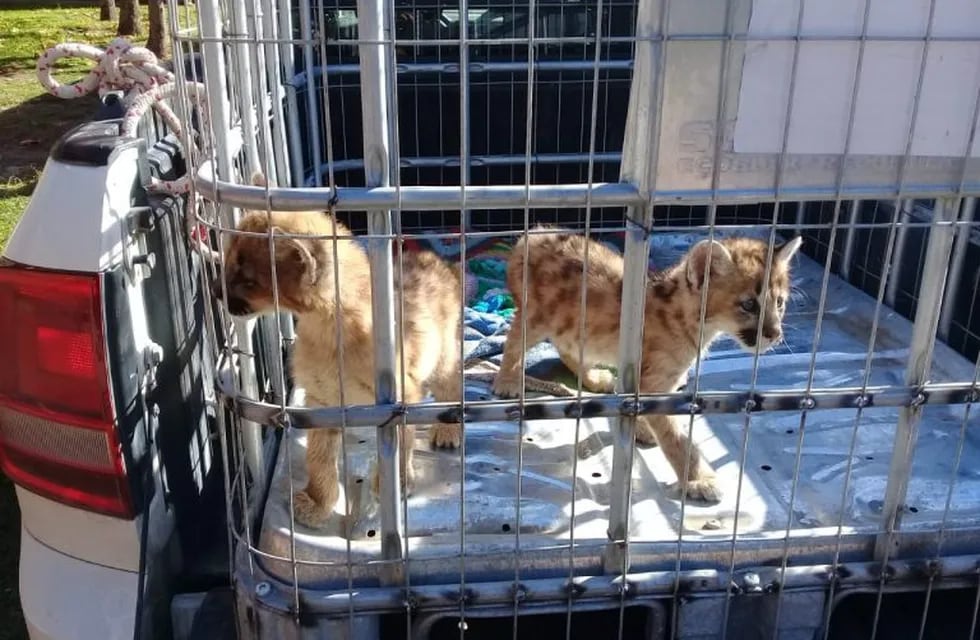 Cachorros de puma rescatados
