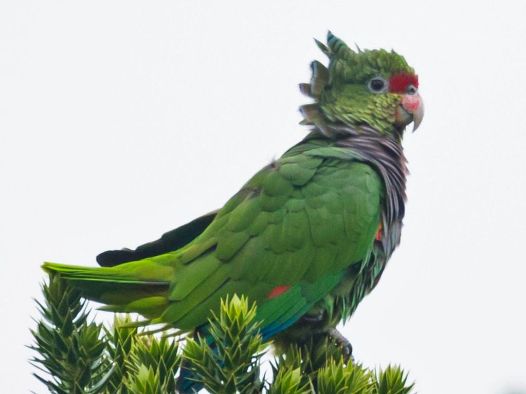 Amazona Vinosa, especie de ave de la familia de los loros.