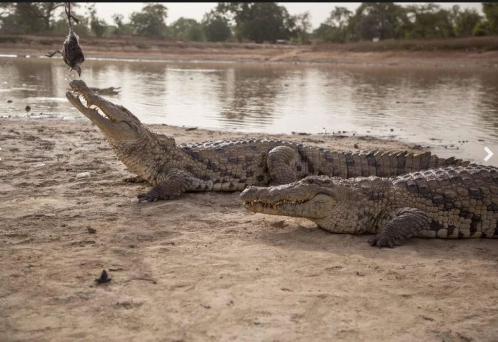 El cocodrilo de agua salada es el reptil más grande del planeta.