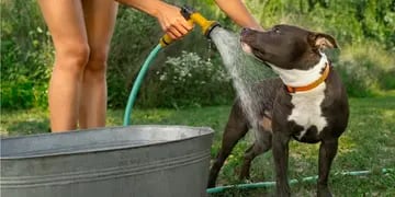 Ola de calor: cómo cuidar a perros y gatos ante las altas temperaturas