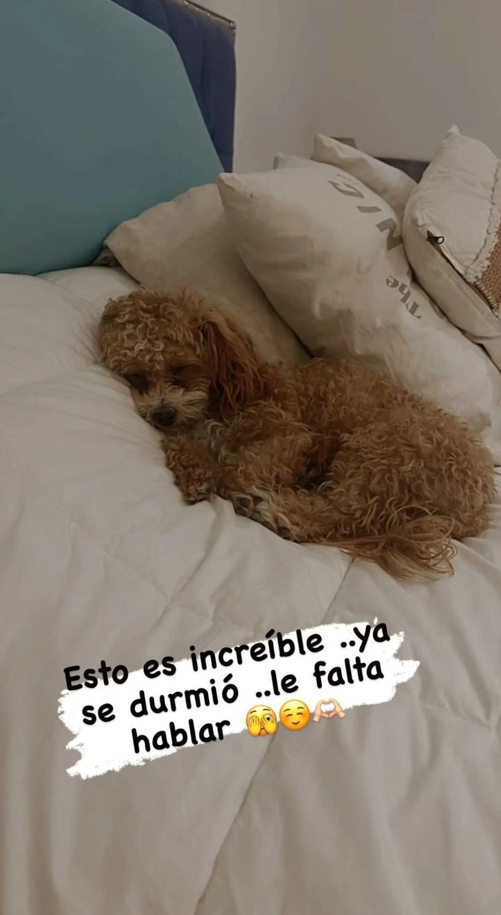 La foto de Caramelo, perro que adoptó Romina