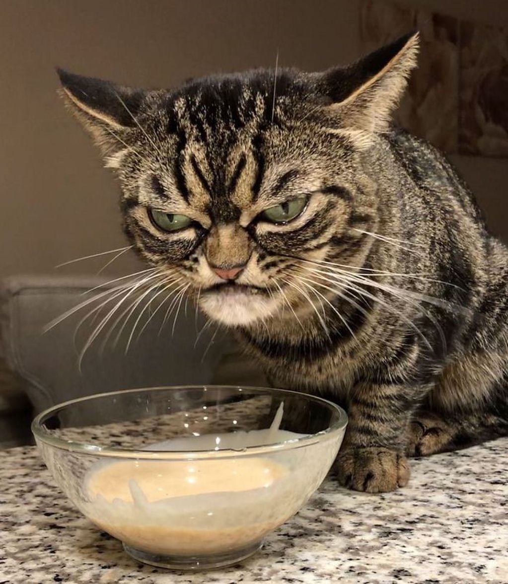 Las divertidas fotos de un gato gruñón que son furor en las redes sociales