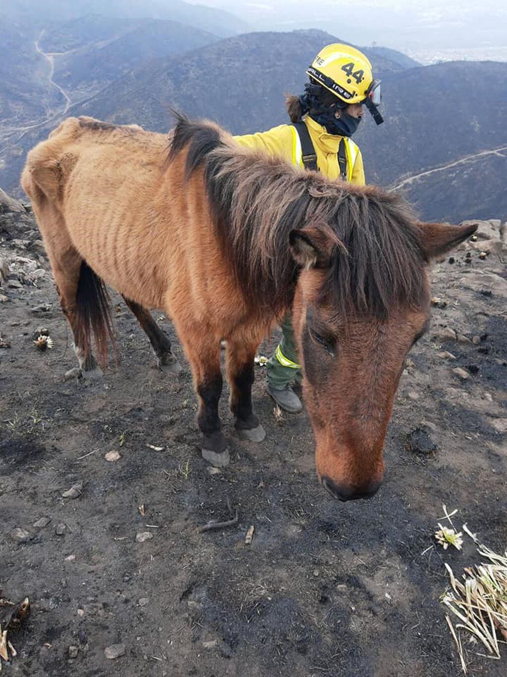 El caballo rescatado por Bomberos Voluntarios de la ciudad de Cosquín. (Foto: Facebook / Bomberos Voluntarios Cosquín).