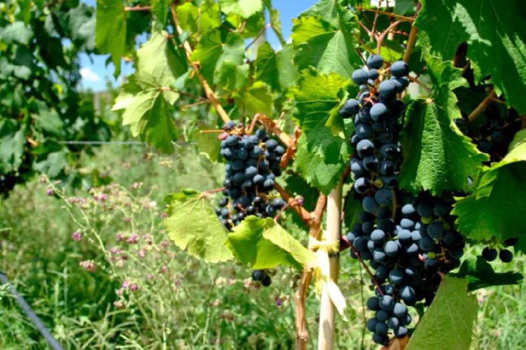 La ruta del vino es una de las actividades más elegidas en Mendoza.