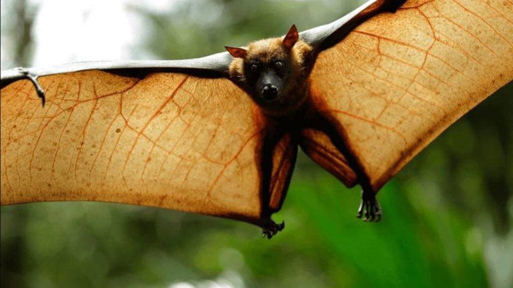 Las imágenes de un murciélago diadema de Filipinas se hicieron virales en las últimas horas en las redes sociales.