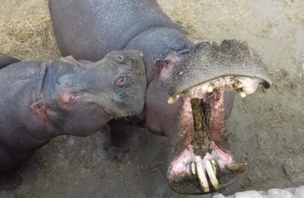 Polémica en el zoologico de Córdoba.