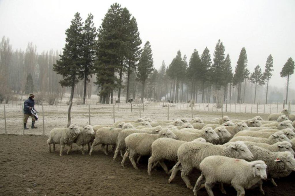 Ganado ovino patagónico