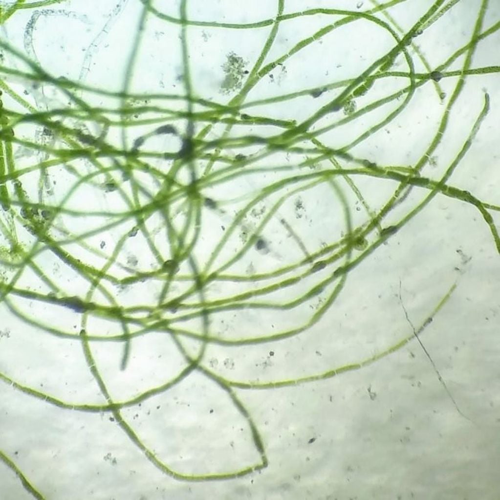 Algas "clorófitas", denominadas algas filamentosas, que parecen pelos o filamentos.  (Foto: Dirección de Ambiente VCP).