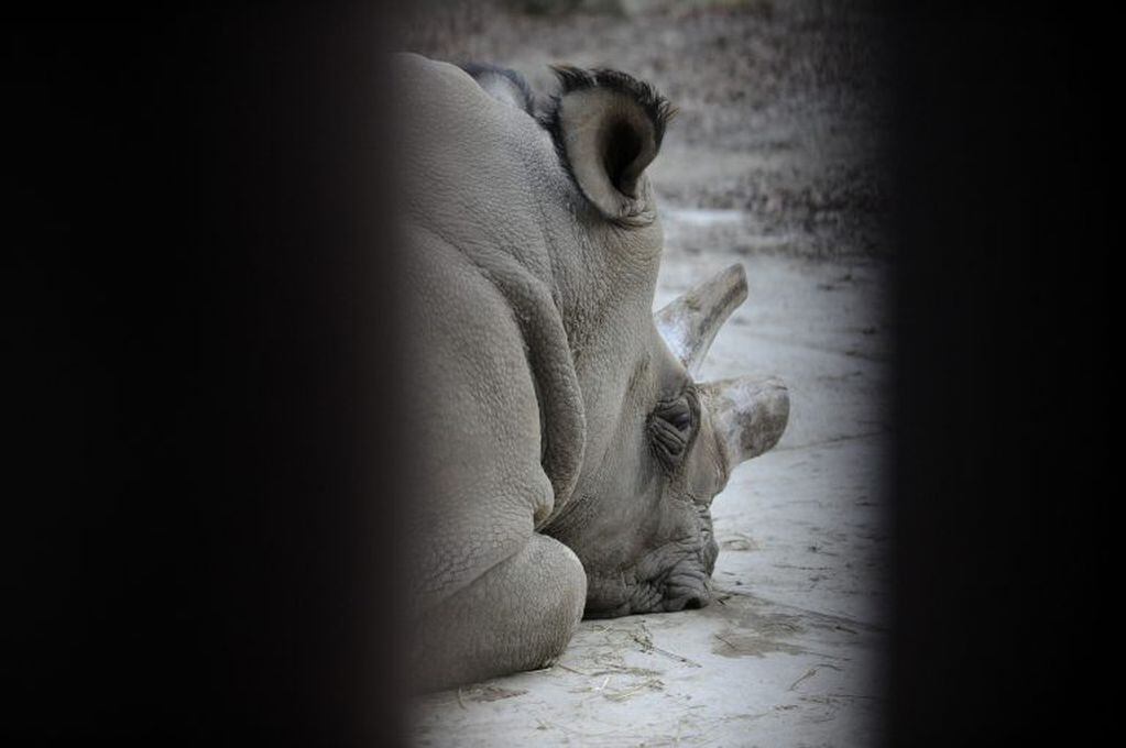 Foto de archivo de "Sudán", el último rinoceronte blanco del norte con vida que fue sacrificado este lunes. / AFP PHOTO / Michal CIZEK