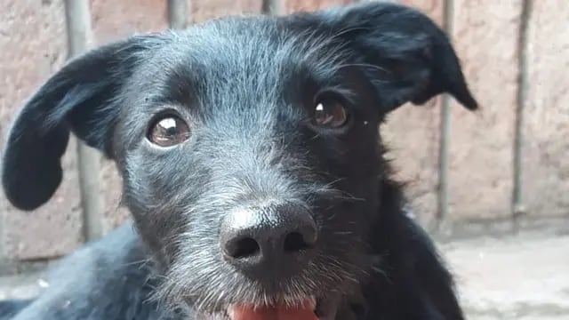 Perrito hallado en Córdoba