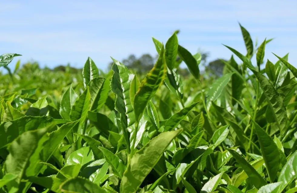 Té listo para la cosecha en Misiones.