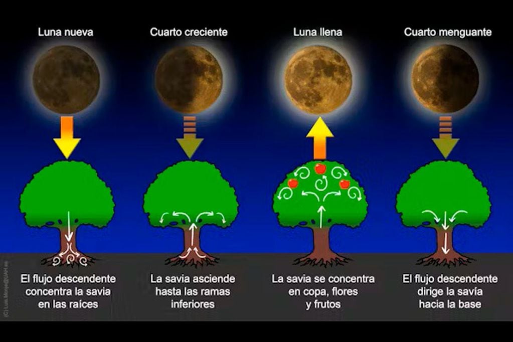 Explicación de cómo las fases lunares afectan la dinámica de la savia en los frutales según Jairo Restrepo: La Luna. El sol nocturno en los trópicos y su influencia en la agricultura (2005). (Luis Monje, CC BY-NC-SA)