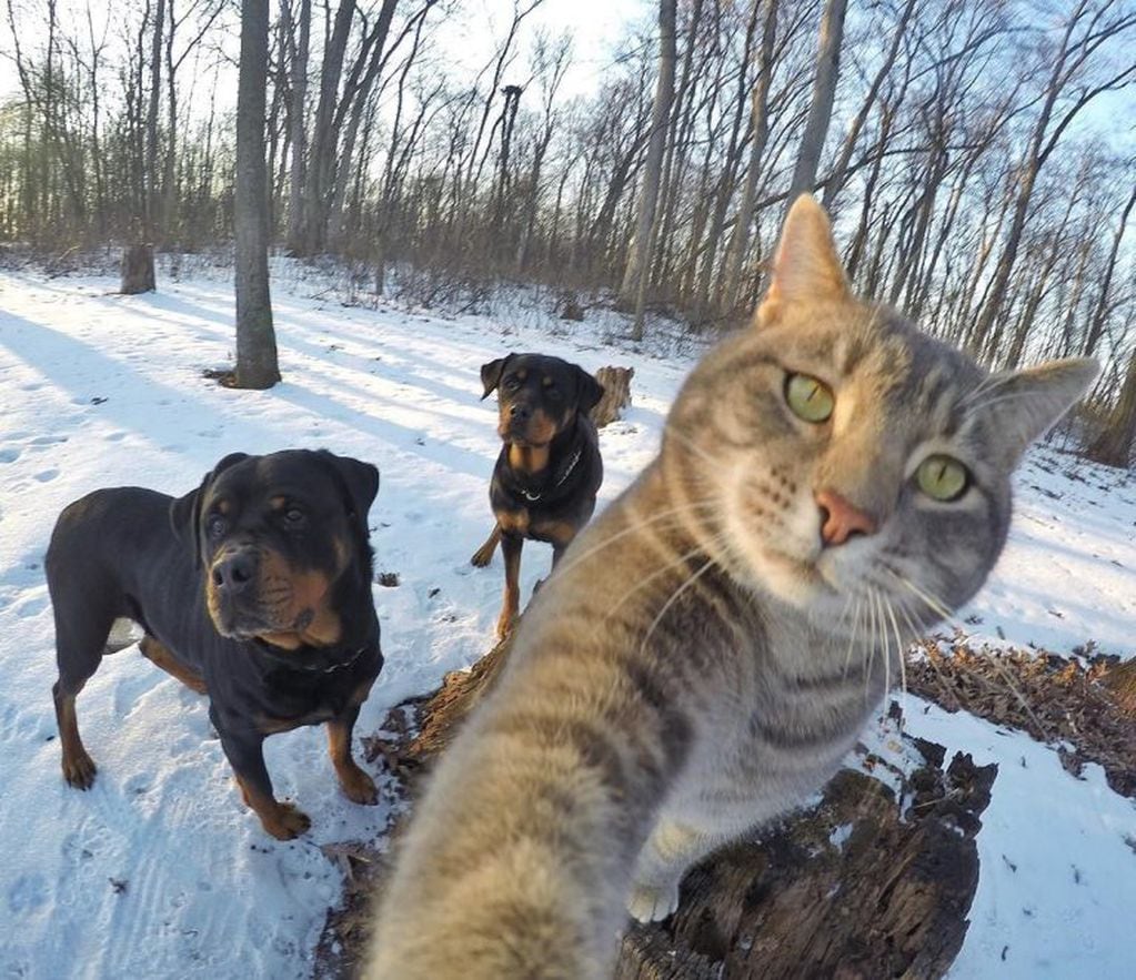 Manny, el gato que se saca selfies con sus amigos rottweiler.
