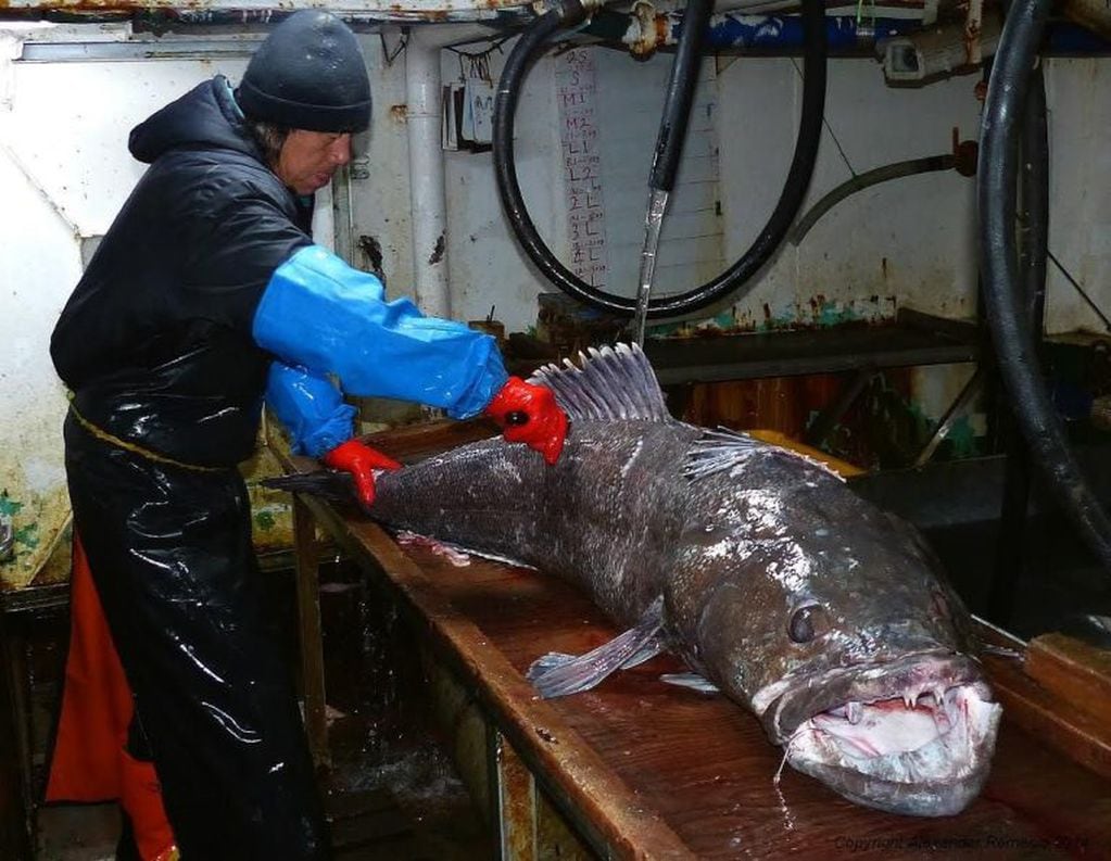Bodega de pesquero faenando una merluza negra (Patagonian Toothfish)
