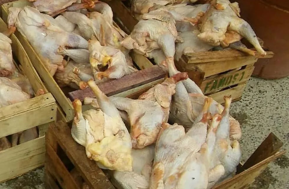 Pollos faenados ilegalmente. (Policía de Salta)