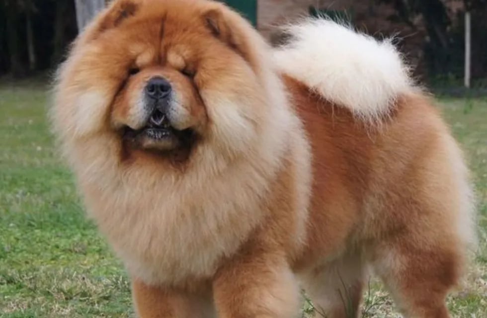 “¿Qué le hicieron a ese perro?”: el insólito corte de pelo a un Chow Chow que enojó a los usuarios de TikTok.
