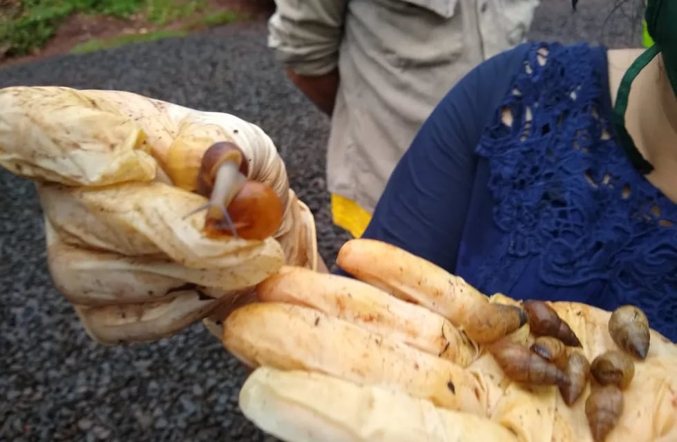 Posadas: Ecología trabaja en el bloqueo y erradicación del caracol gigante africano