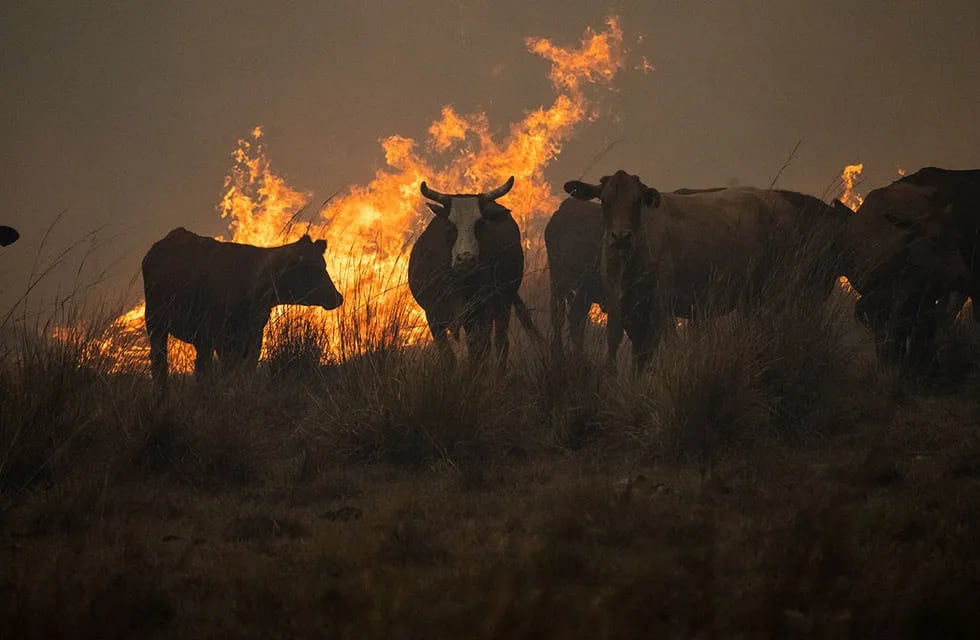 Especialistas detallan que lo que se necesita es alimento para los animales luego de los incendios (AP Photo).