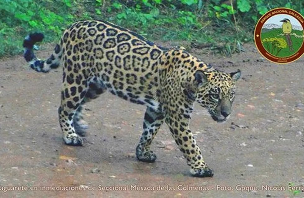 Avistaje de yaguareté en el Parque Nacional Calilegua