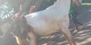 Candelaria: vecina filmó cuando un caballo era maltratado y lo denunció por redes sociales