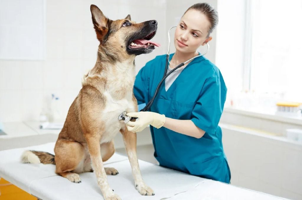 En caso de enfermedad o defunción de una mascota, proponen que los trabajadores puedan tomarse licencia.