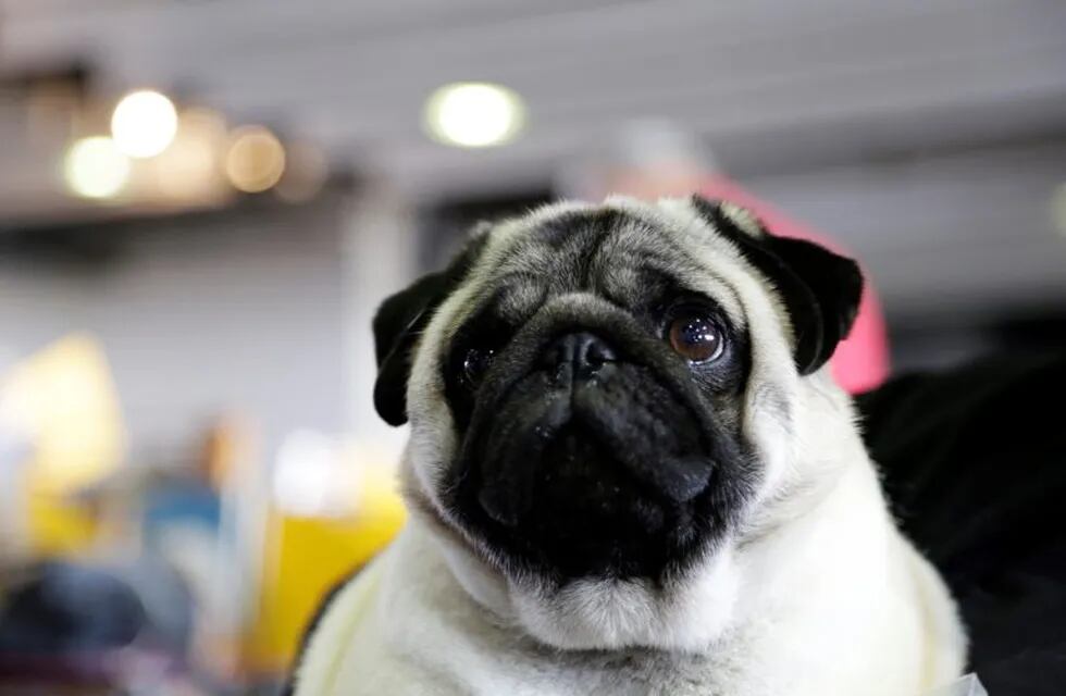 Biggie the pug poses for photos at the Westminster Kennel Club Dog Show, Monday, Feb. 11, 2019, in New York. (AP Photo/Nat Castaneda) nueva york eeuu  exposicion canina Westminster Kennel Club evento Mejor de Raza exhibicion concurso de perro perros