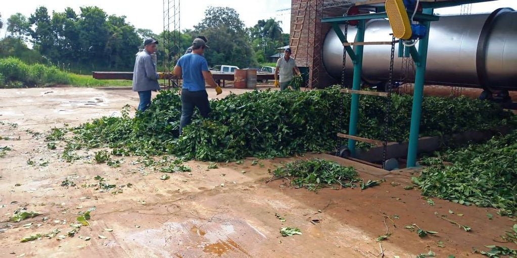 Fracrán: comenzó a funcionar en la Cooperativa Agropecuaria  un nuevo secadero de yerba mate