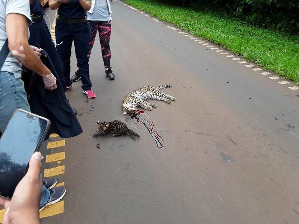 Ocelotes atropellados en Iguazú. Una madre resultó muerta y curaron a su cachorro en el hospital de fauna Güira Oga. (WEB)