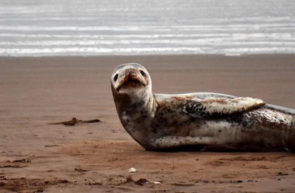 Una foca leopardo llegó a las costas de Mar del Plata (Foto: Qué Digital)