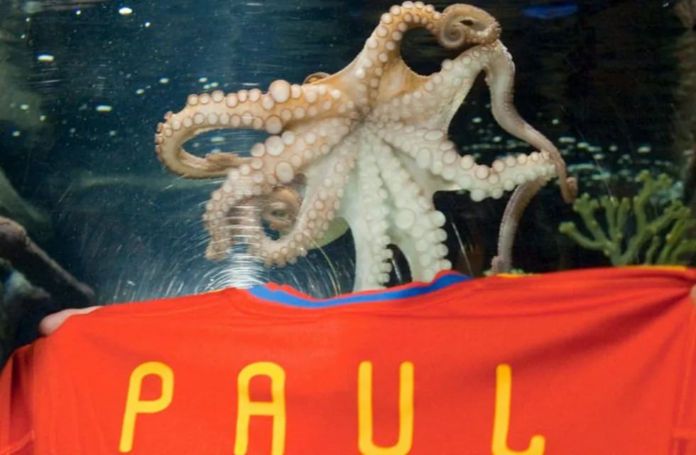 El famoso pulpo Paul, oráculo de los resultados del Mundial de fútbol de Sudáfrica 2010, nada sobre una camiseta de España que lleva su nombre, en el centro marino Sea Life de Oberhausen (Alemania). EFE/Bernd Thissen Oberhausen