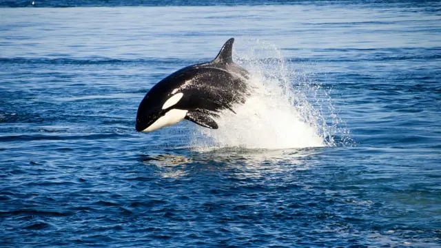 El espectáculo de las orcas. Foto: Madryn.travel