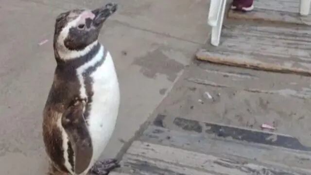 pingüinos en Mar del Plata