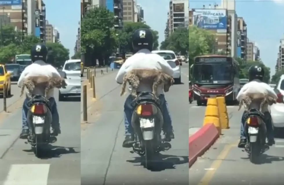El video viral del perro transportado en una moto en Córdoba