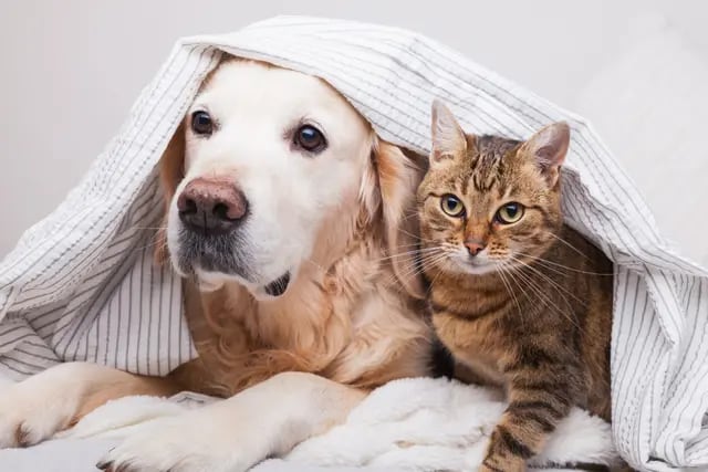 Perros y gatos podrían contraer coronavirus de la cepa británica