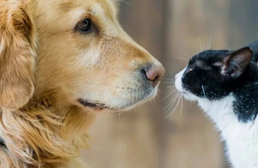 Perro y gato, imagen ilustrativa (Foto:iStock)