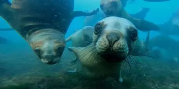 Cachorro de elefante marino