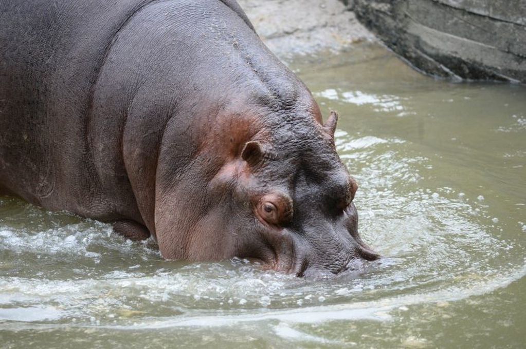 Traslado del hipopótamo Hipólito
