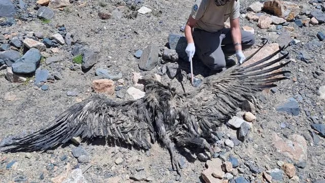 Hallaron un cóndor andino de gran tamaño muerto en área protegida, con 11 perdigones.