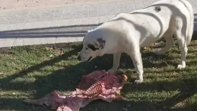 Un grupo de funcionarios celebraban el Día del Trabajador y una perra les robó el lechón